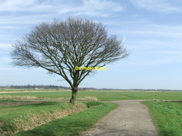 Photo 6"x4" Last Tree Falkenham c2014