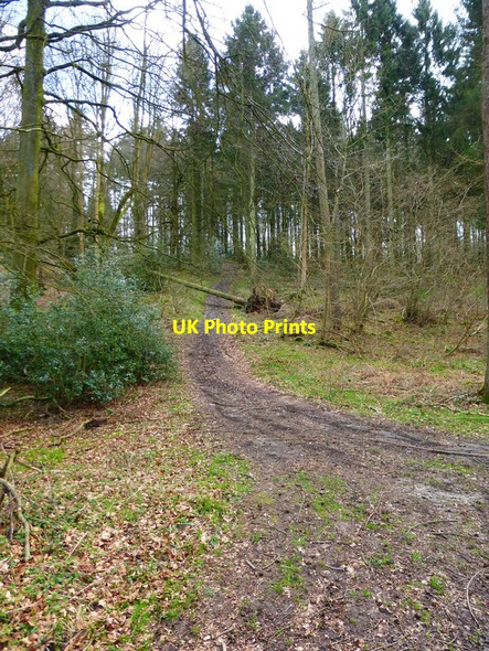 Photo 6"x4" Track with fallen tree in Chawton Park Wood Beech\/SU6938 c2014