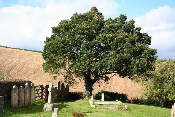 Photo 6"x4" Dunchideock: churchyard Dunchideock c2008