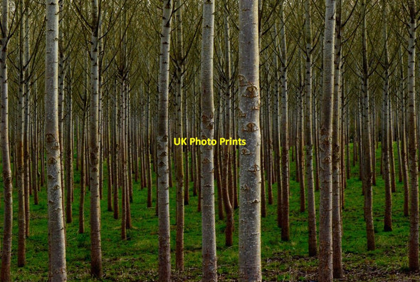 Photo 6"x4" Poplars at Cold Ash, Berkshire Bucklebury Alley c2014