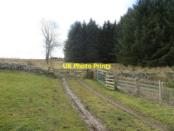 Photo 6"x4" Edge of Wauchope Forest Southdean c2014