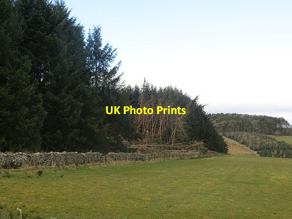 Photo 6"x4" Edge of Wauchope Forest Southdean c2014 P1