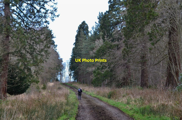 Photo 6"x4" Wellingtonia avenue, Monteviot Estate Ancrum c2014