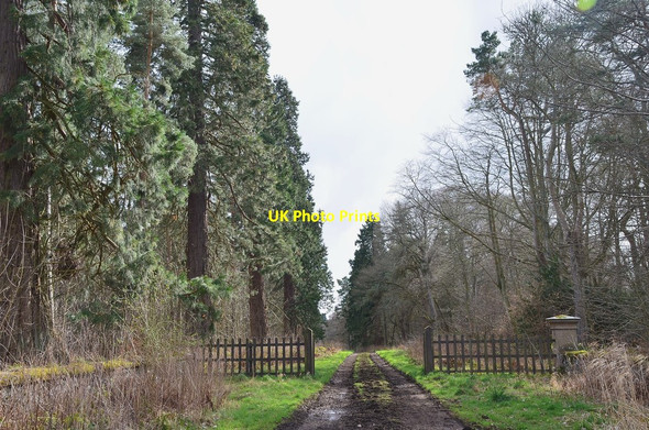 Photo 6"x4" Gateway to Wellingtonia avenue, Monteviot Estate Ancrum c2014