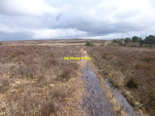 Photo 6"x4" Backley Plain, forestry track Burley Street c2014
