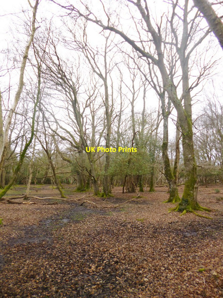 Photo 6"x4" Ridley Green, woodland Burley Street c2014
