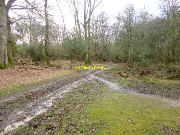 Photo 6"x4" Ridley Wood, forestry crossroads Burley Street c2014