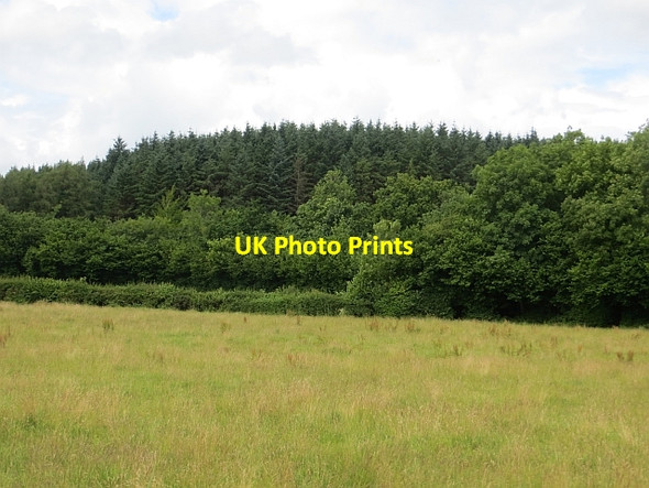 Photo 6"x4" Garvagh Forest Garvagh\/C8415 c2013
