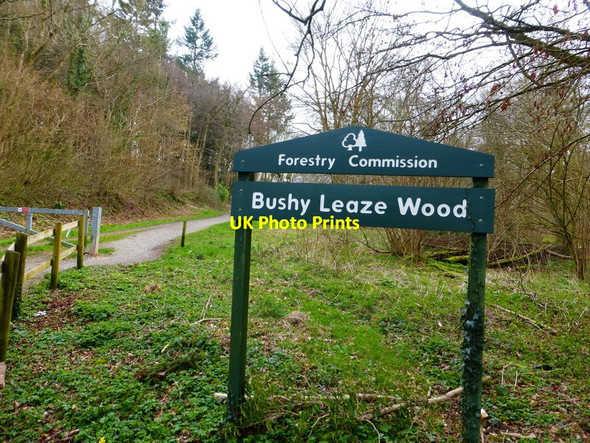 Photo 6"x4" Entrance to Bushy Leaze Wood Beech\/SU6938 c2014