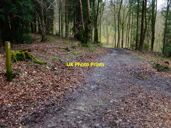 Photo 6"x4" Path in Bushy Leaze Wood Beech\/SU6938 c2014