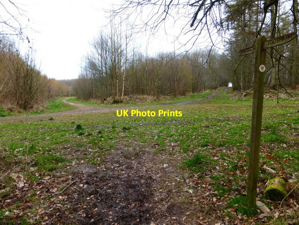 Photo 6"x4" Five ways in Bushy Leaze Wood Alton\/SU7139 c2014