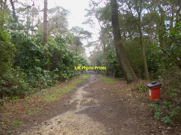Photo 6"x4" Branksome Park Woods, path Branksome\/SZ0592 c2014