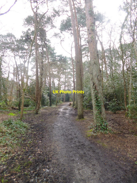 Photo 6"x4" Branksome Park Woods, path Bournemouth c2014