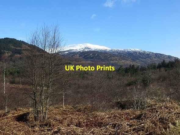 Photo 6"x4" Achray Forest Brig o' Turk c2014