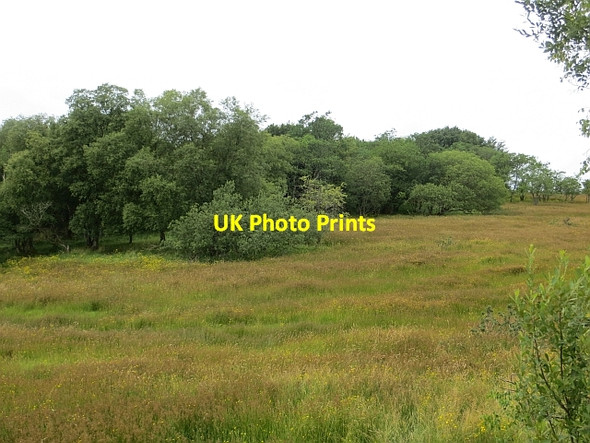Photo 6"x4" Wetland off Legavallon Road Drumsurn c2013