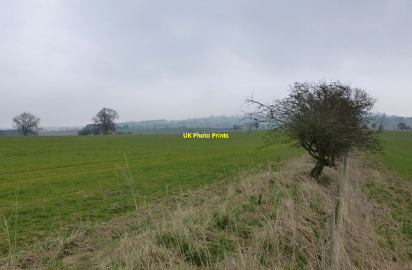 Photo 6"x4" Cereal crop Cartington c2014