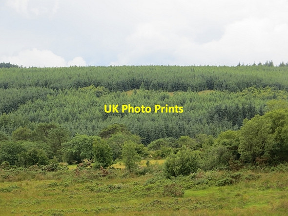 Photo 6"x4" Conifer plantation Drumsurn c2013