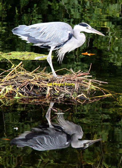 Photo 6"x4" Heron in Regent's Park Marylebone\/TQ2881 c2013