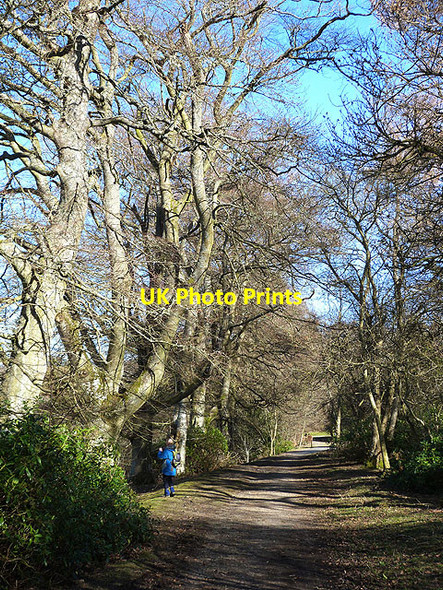 Photo 6"x4" Tree-lined avenue at the Haining Selkirk c2014