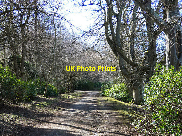 Photo 6"x4" Tree-lined avenue at the Haining Selkirk c2014 P1