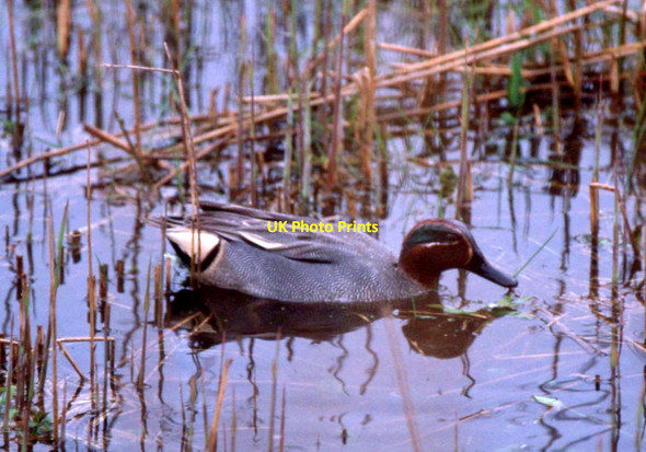 Photo 6"x4" Male Teal (Anas crecca), Leighton Moss Red Bridge c1999