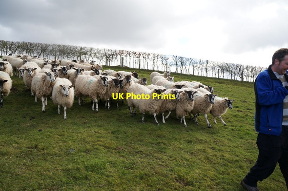 Photo 6"x4" Sheep at Deep Dale, East Yorkshire Wolds Bishop Wilton c2014