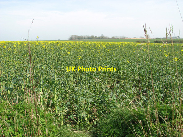 Photo 6"x4" Oilseed rape crop by Red House Farm North Green\/TM3076 c2014