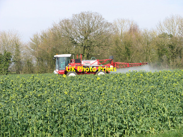 Photo 6"x4" Oilseed rape crop by Goff's Corner Little Whittingham Green c2014