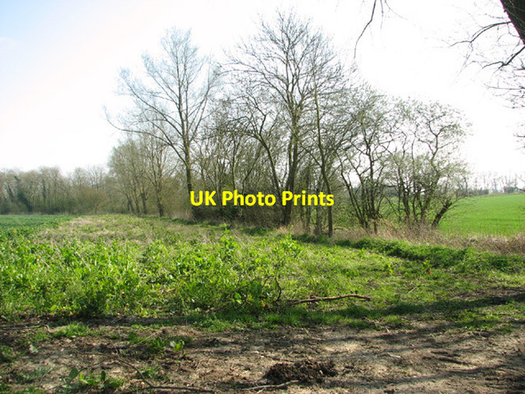 Photo 6"x4" Alders beside small stream at Gules Green Fressingfield c2014