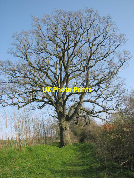 Photo 6"x4" Bridleway past The Greenways Withersdale Street c2014