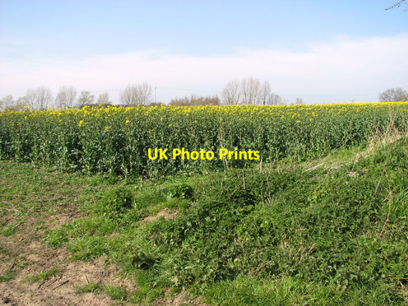 Photo 6"x4" Flowering oilseed rape by Weybread Lodge Weybread c2014