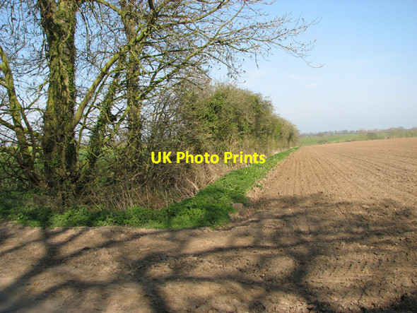 Photo 6"x4" Field boundary hedge near Weybread Street Weybread c2014