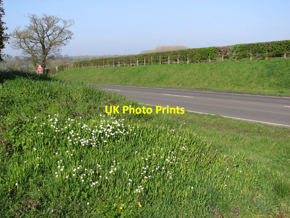 Photo 6"x4" Hedgerow and flowers beside the A143 road Harleston\/TM2483 c2014