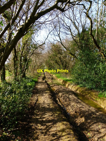 Photo 6"x4" Deeply rutted byway going south east near Upper Wield Lower Wield c2014