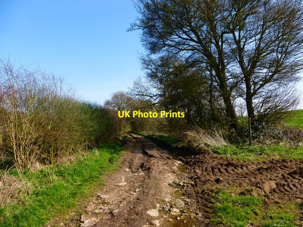 Photo 6"x4" Looking south on Jennie Green Lane Hattingley c2014