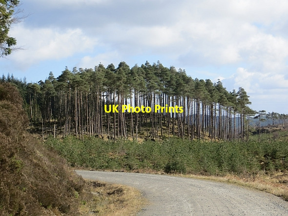 Photo 6"x4" Loch Ard Forest Kinlochard c2014