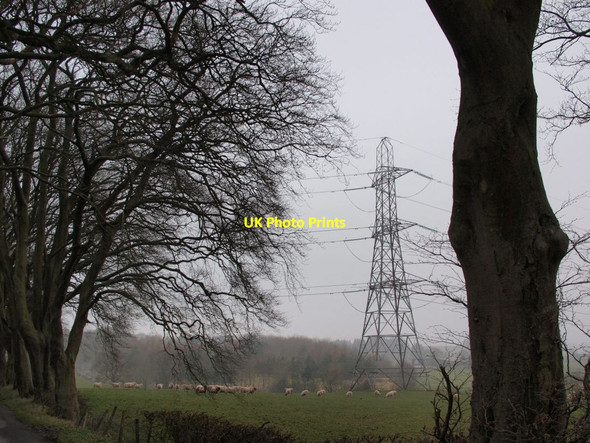 Photo 6"x4" Sheep, field and pylon Netherplace c2014