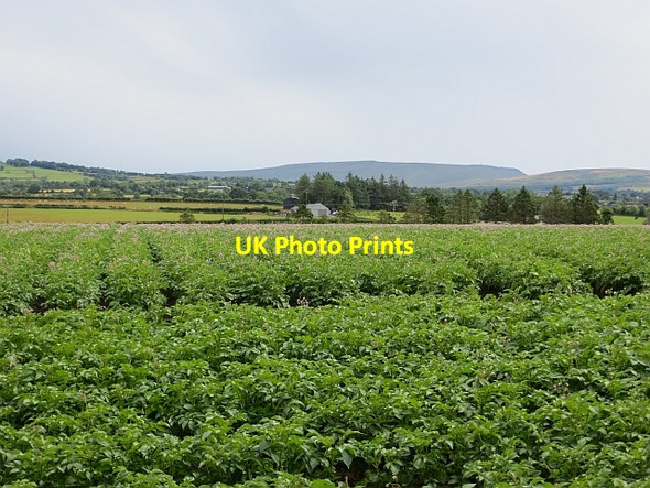 Photo 6"x4" Potato field, Dungiven Dungiven c2013
