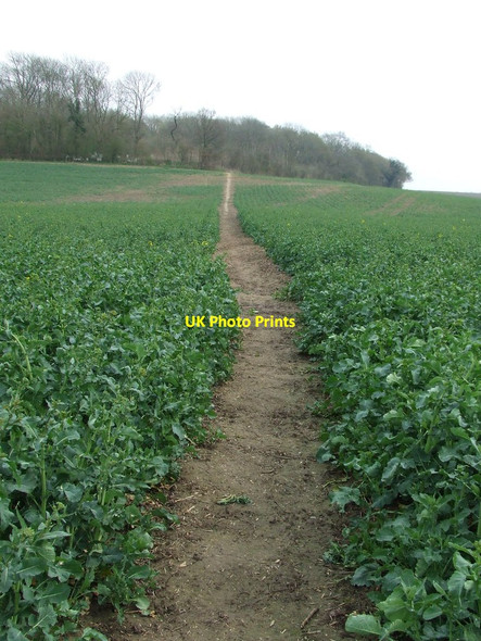 Photo 6"x4" To Parhan Wood Framlingham c2014