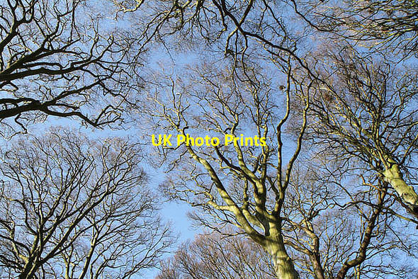 Photo 6"x4" Woodland at Mossburnford Mossburnford c2014