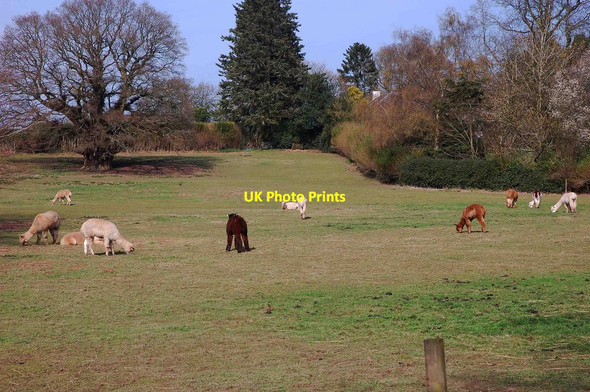 Photo 6"x4" Alpacas at Trimpley, Worcs Holbeache c2014
