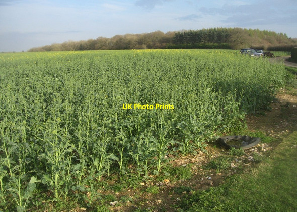 Photo 6"x4" I can see some yellow Pardown c2014