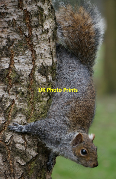 Photo 6"x4" Grey Squirrel in East Park, Hull Kingston upon Hull c2014