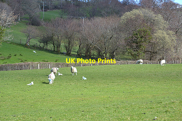 Photo 6"x4" Grazing in the Carog valley Aberhosan c2014
