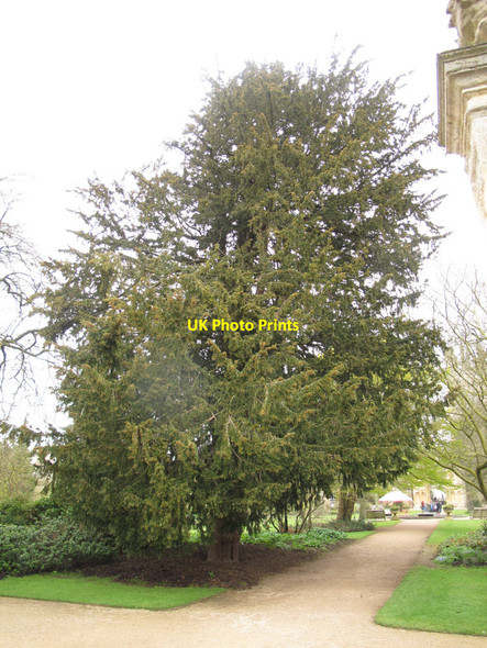 Photo 6"x4" Oxford Botanic Garden: yew tree Oxford\/SP5106 c2014