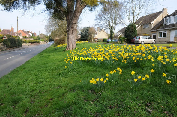 Photo 6"x4" Daffodils in Bredon Bredon c2014