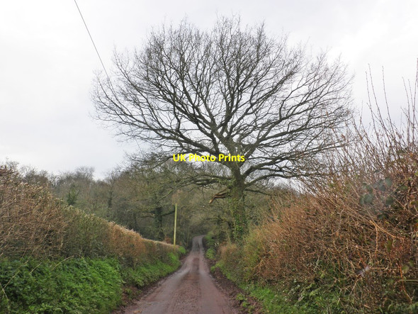 Photo 6"x4" Nethercott Lane Lydeard St Lawrence c2014