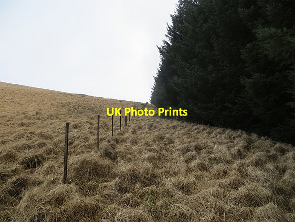 Photo 6"x4" Woodland edge Glenbreck c2014
