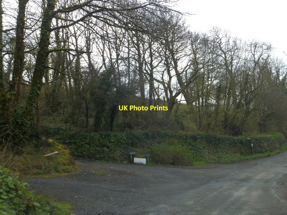 Photo 6"x4" Woodland in Coombe Dell Abbotsleigh c2014