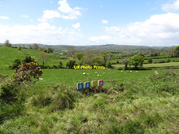 Photo 6"x4" Grazing sheep south of Drumharriff Road Kingsmills c2012